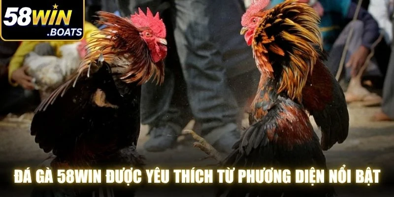 Đá gà 58WIN được yêu thích từ nhiều phương diện nổi bật